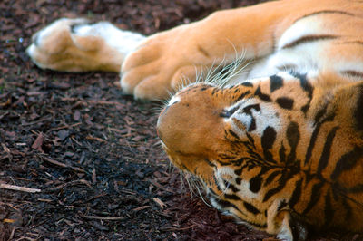 Close-up of tiger lying on field