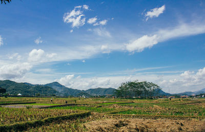 Scenic view of field against sky