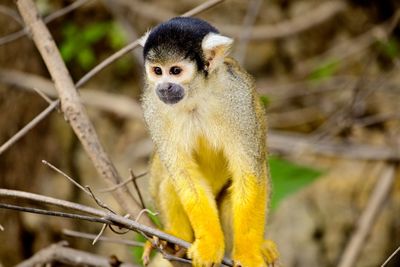Golden squirrel monkey saimiri sciureus sitting on branch in pampas del yacuma, bolivia.