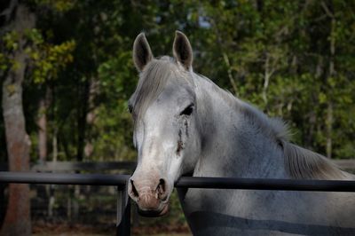 Close-up of horse in ranch