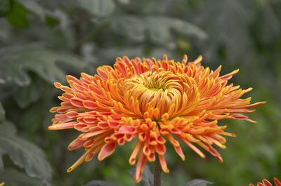 Close-up of red flower