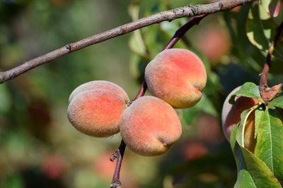 Close-up of berries growing on tree