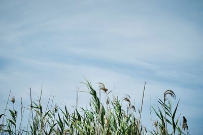 Low angle view of flowering plants on field against sky