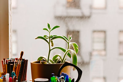 Close-up of potted plant on window