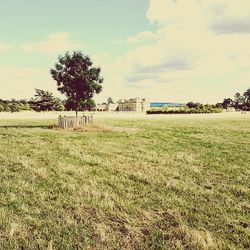 Trees on field against sky