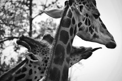 Close-up of giraffe