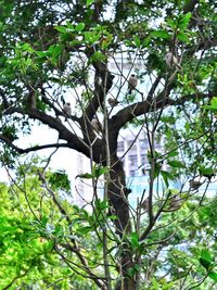 Low angle view of tree