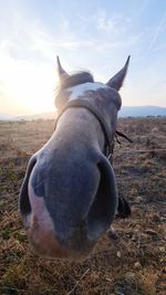 View of a horse on field