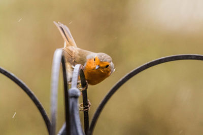 Close-up of bird perching on metal