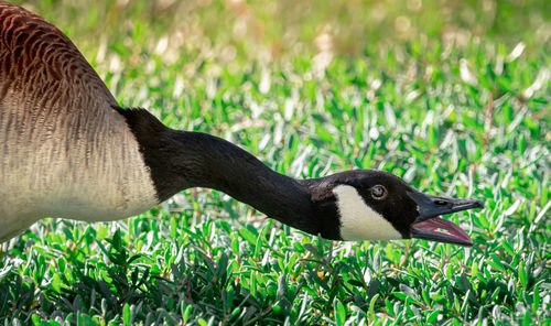 Close-up of a bird on field