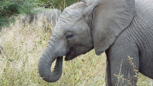 Side view of elephant in forest