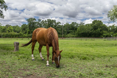Horse grazing in a field