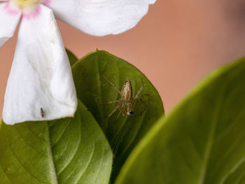 Close-up of insect on leaves