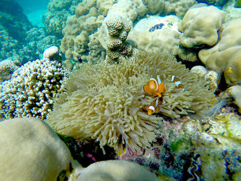 View of coral in sea