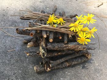 High angle view of yellow flowering plant on wood