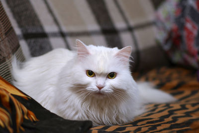 Close-up portrait of cat