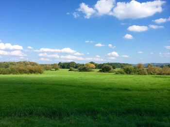 Trees on grassy field against cloudy sky