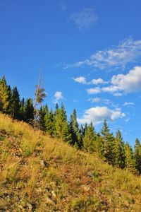 Trees on landscape against blue sky