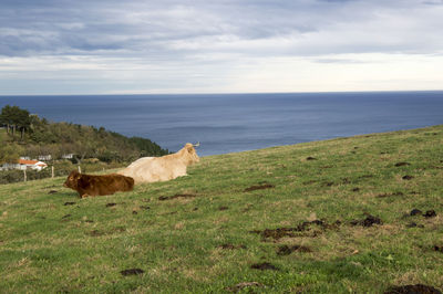 Sheep on field by sea against sky