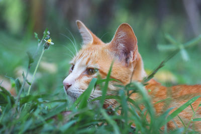 Close-up of cat on grassy field