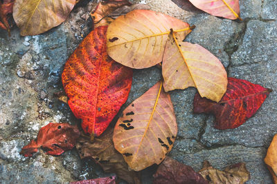 Close-up of autumn leaves on rock