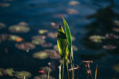 Close-up of plant against lake