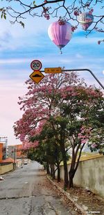 Pink flowering tree by road against sky