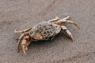 Close-up of crab on sand