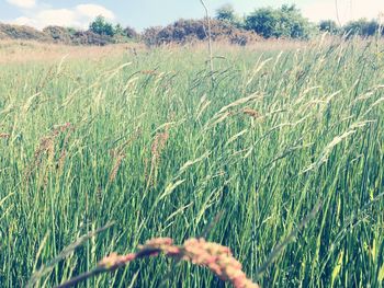 High angle view of stalks in field