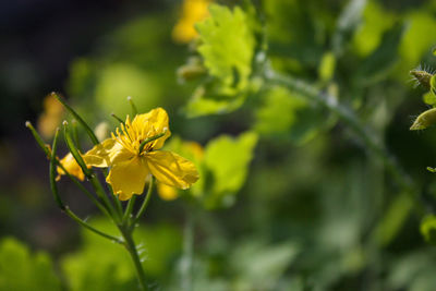 Close-up of yellow flowering plant