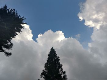 Low angle view of tree against sky