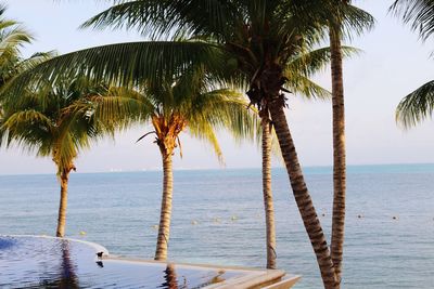 Palm trees by swimming pool in sea against sky