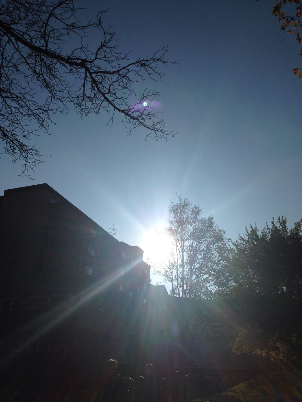 sun, low angle view, sunbeam, tree, lens flare, sunlight, silhouette, sky, clear sky, bright, blue, nature, branch, beauty in nature, sunny, tranquility, growth, day, back lit, outdoors