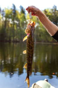 Cropped hand holding fish