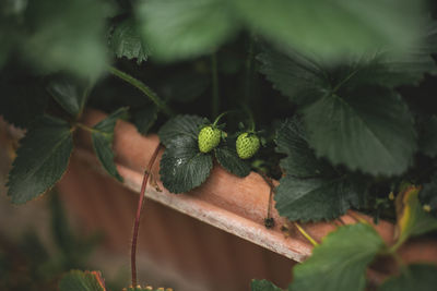 Close-up of berries growing on plant