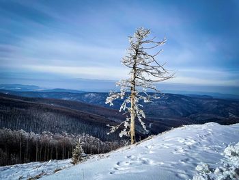 Single bare tree covered in snow in the mountains