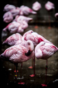 Birds in water