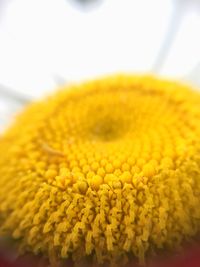 Close-up of sunflower