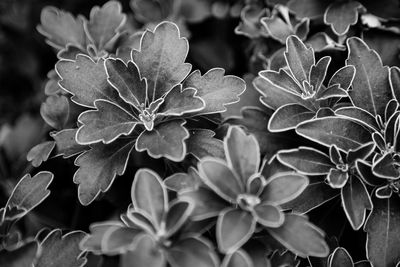 Close-up of leaves