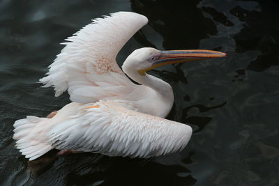 View of duck swimming in lake