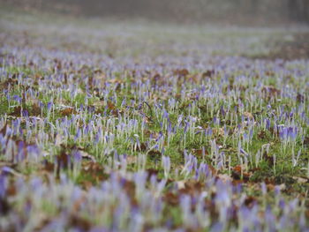 Close-up of purple crocus flowers on field