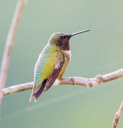 Close-up of bird perching on branch