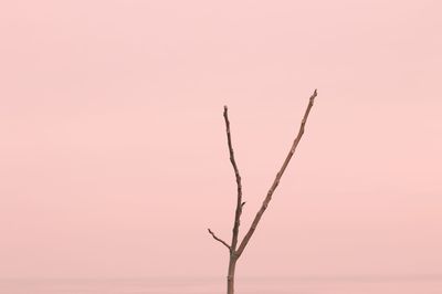 Close-up of bare tree against clear sky