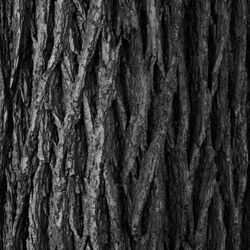 Full frame shot of tree trunk