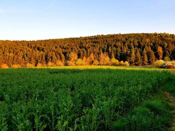 Scenic view of field against sky