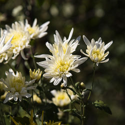 Close-up of white flowering plant