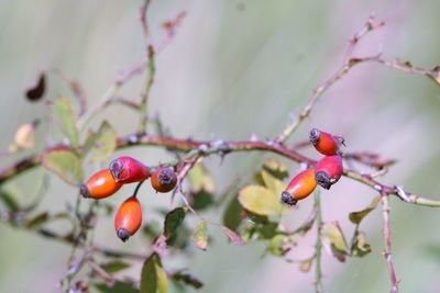 Close-up of red berries growing on tree