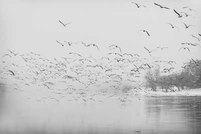 Silhouette birds flying against sky