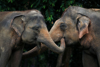 Close-up of elephants