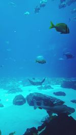 Fish swimming in aquarium